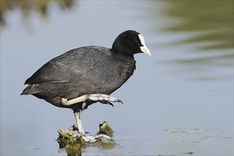 Common coot (Fulica atra), North Rhine-Westphalia, Germany, Europe