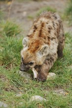 Spotted hyena or spotted hyena (Crocuta crocuta), feeding juvenile, captive, occurrence in Africa