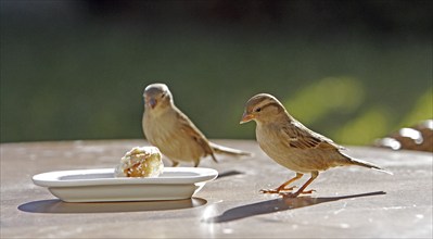 House sparrow (Passer domesticus), sparrow, dining table, plate, pecking