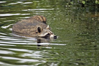 Raccoon (Procyon lotor), Arnsberg, North Rhine-Westphalia, Germany, Europe