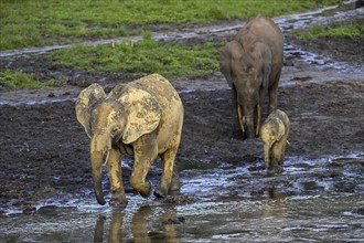 African forest elephants (Loxodonta cyclotis) in the Dzanga Bai forest clearing, Dzanga-Ndoki