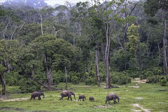 African forest elephants (Loxodonta cyclotis) in the Dzanga Bai forest clearing, Dzanga-Ndoki