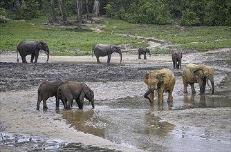 African forest elephants (Loxodonta cyclotis) in the Dzanga Bai forest clearing, Dzanga-Ndoki