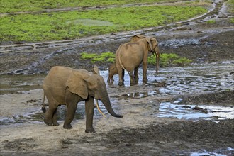 African forest elephants (Loxodonta cyclotis) in the Dzanga Bai forest clearing, Dzanga-Ndoki