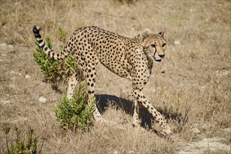 Cheetah (Acinonyx jubatus), walking in the dessert, captive, distribution africa