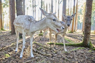 European fallow deer (Dama dama) doe sin a forest, Bavaria, Germany, Europe