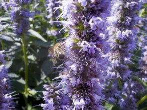 Flower impression, honey bee (Apis), sitting on anise hyssop (Agastache foeniculum)