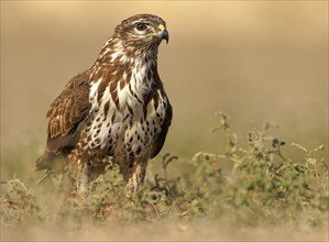 Steppe buzzard (Buteo buteo), with prey, Catalonia, Pyrenees, Spain, Europe