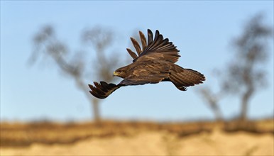 Dark buzzard (Buteo buteo), flight, Catalonia, Pyrenees, Spain, Europe