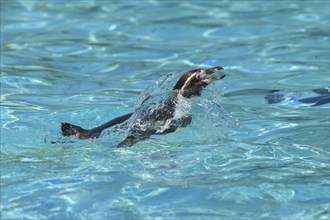 Humboldt penguin (Spheniscus humboldti) swimming in water, captive