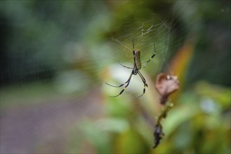 Golden silk spider (Trichonephila clavipes) spider web, Tortuguero National Park, Costa Rica,