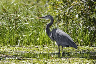 Grey heron at the water, Cahuita National Park, Costa Rica, Central America