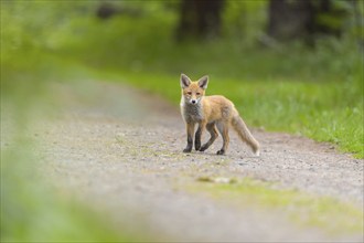 Red fox (Vulpes vulpes), a young fox standing on a forest path surrounded by green vegetation,