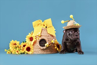 Black French Bulldog dog puppy with straw hat with bee costume antlers sitting next to beehive and