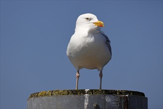 European herring gull (Larus argentatus), North Sea coast, Schleswig-Holstein, Germany, Europe