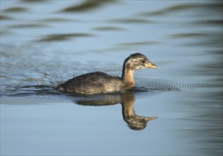 Little grebe (Tachybaptus ruficollis) young bird, Allgäu, Bavaria, Germany, Allgäu, Bavaria,