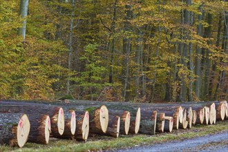 Oak tree trunks in autumn forest marked with pink numbers, characterised by cut wood texture and