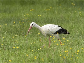 White stork (Ciconia ciconia) foraging in a meadow, North Rhine-Westphalia, Germany, Europe