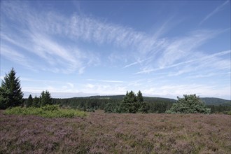 Hochheide, Niedersfeld, landscape, sky, Hochsauerland, North Rhine-Westphalia, Germany, The broom