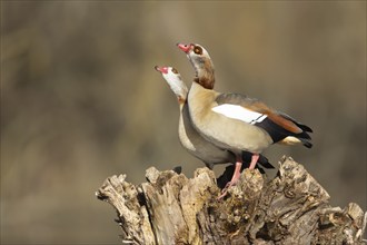 Egyptian goose (Alopochen aegyptiaca) two adult birds courting on a tree stump, Suffolk, England,