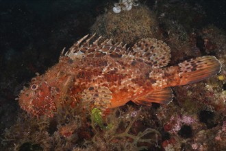 A red, speckled fish, red scorpionfish (Scorpaena scrofa), sea sow, resting among algae. Dive site