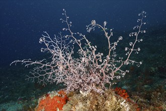 Underwater image of a mediterranean basket star (Astrospartus mediterraneus) with many small