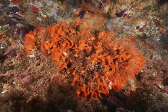 Orange spiny sponge (Acanthella acuta) . Dive site Marine reserve Cap de Creus, Rosas, Costa Brava,