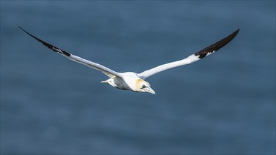 Northern Gannet, Morus bassanus, bird in flight over sea