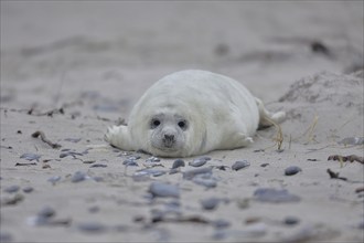 Grey seal (Halichoerus grypus), pup lying on the beach, Heligoland, dune, North Sea, island,