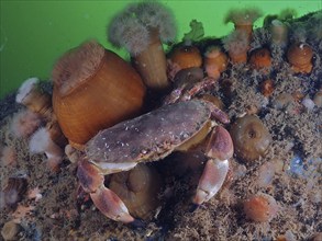 Edible crab (Cancer pagurus) on an underwater bed surrounded by algae and clonal plumose anemones