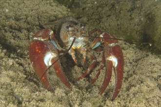 A signal crayfish (Pacifastacus leniusculus), American crayfish, invasive species, with red pincers