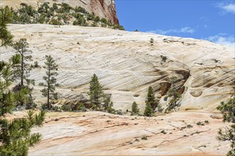 Patterns of erosion on the rock formations in the Checkerboard Mesa area of Zion National Park,