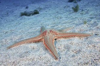 Five-armed starfish with a red spotted pattern, Astropecten aranciacus (Astropecten aranciacus), on