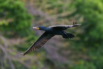 Double-crested cormorant (Phalacrocorax auritus), in flight, Wakodahatchee Wetlands, Delray Beach,