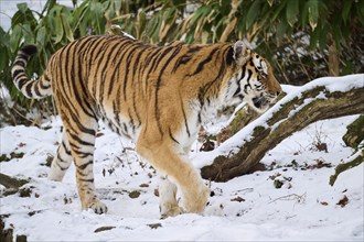 Siberian tiger (Panthera tigris altaica) walking in the snow in winter, captive, Germany, Europe