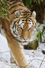 Siberian tiger (Panthera tigris altaica) walking in the snow in winter, captive, Germany, Europe