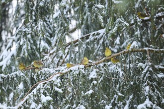 Yellowhammer (Emberiza citrinella) sitting in the branchens, Bavaria, Germany, Europe