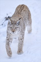 Eurasian lynx (Lynx lynx) walking in a snowy forest in winter, Bavaria, Germany, Europe