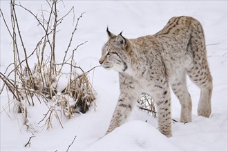 Eurasian lynx (Lynx lynx) walking in the snow in winter, Bavaria, Germany, Europe