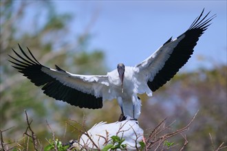 Wood Stork (Mycteria americana), with spread wings perches on a nest made of branches in a natural