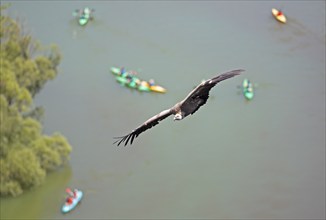 Griffon vulture (Gyps fulvus) in flight, behind blurred colourful canoes on the river Duratón,