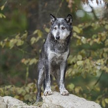 Wolf (Canis lupus) standing on a rock and looking attentively, dark colour variant, Germany, Europe