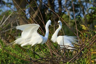 Two Great Egret (Ardea alba), on Nest in springtime, Wakodahatchee Wetlands, Delray Beach, Florida,