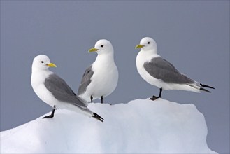 Black-legged kittiwake sitting on a wall of snow and ice, (Rissa tridactyla), Black-legged