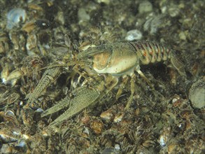 A crayfish (Faxonius limosus), American crayfish, invasive species, explores at night the