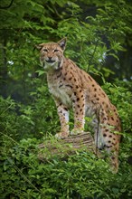 Eurasian lynx (Lynx lynx), standing on a woody ground and observing its surroundings, spring,