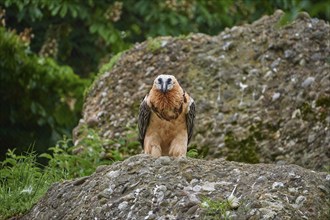 A bearded vulture (Gypaetus barbatus), sitting on a rock and attentively observing its