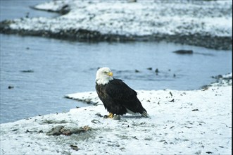 Bald eagle (Haliaeetus leucocephalus), on the shore hunting upstream migrating salmon in the