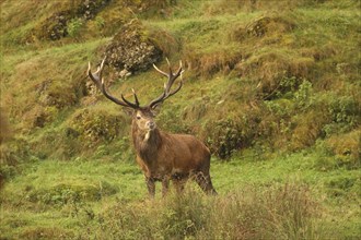 Red deer (Cervus elaphus) Red deer during the rut, Allgäu, Bavaria, Germany, Allgäu, Bavaria,