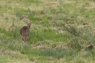 Chinese water deer (Hydropotes inermis) adult animal amongst grass in a marshland, England, United